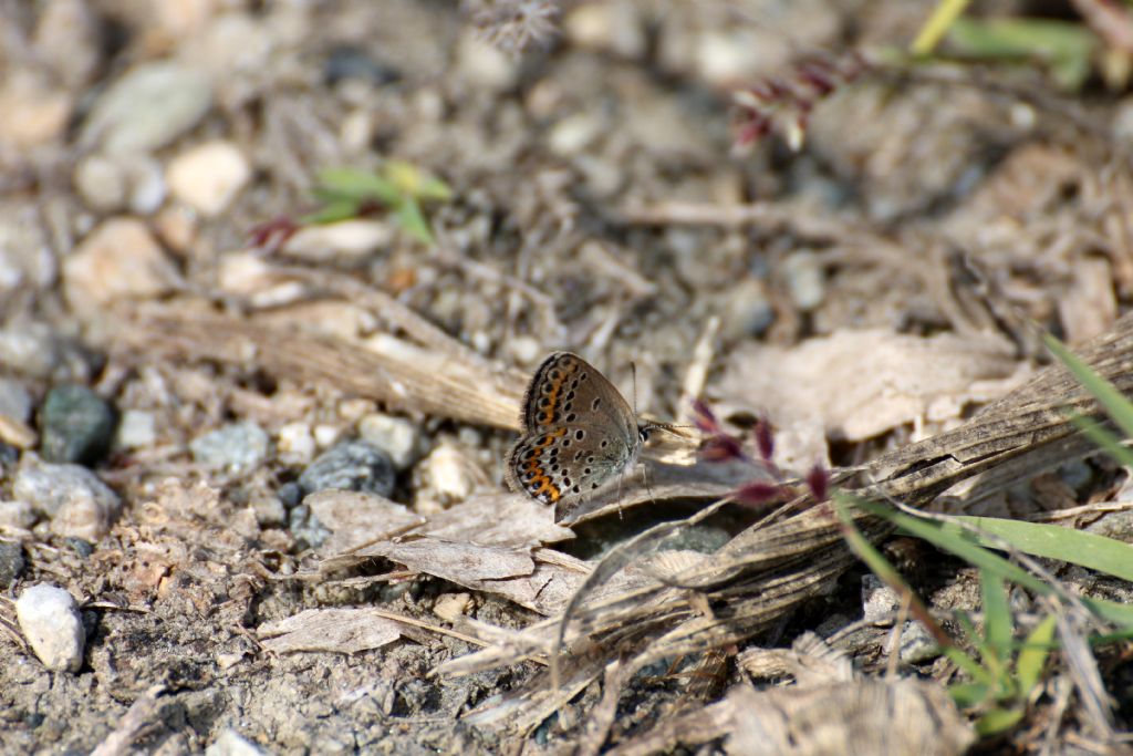 Plebejus argus?